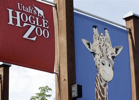 Leopard Escapes At Utah Zoo Visitors Take Shelter
