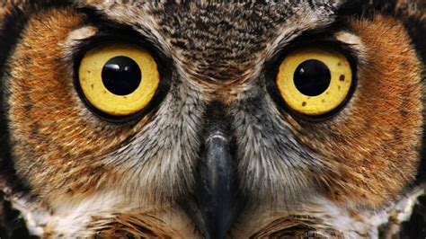 15 Mysterious Facts About Owls Mental Floss