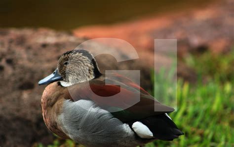 The Ringed Teal Callonetta Leucophrys Is A Small Duck Of South