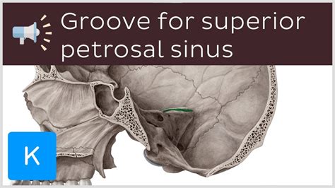 Groove For Superior Petrosal Sinus Anatomical Terms Pronunciation By