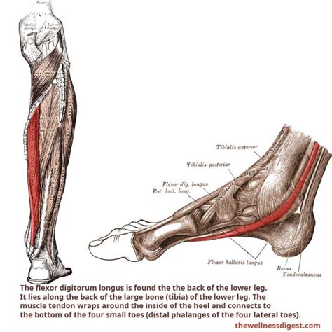 Flexor Digitorum Longus Muscle Foot And Toe Pain The Wellness Digest