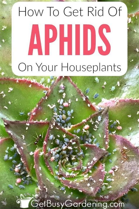 How To Get Rid Of Aphids On Houseplants For Good Get Rid Of Aphids