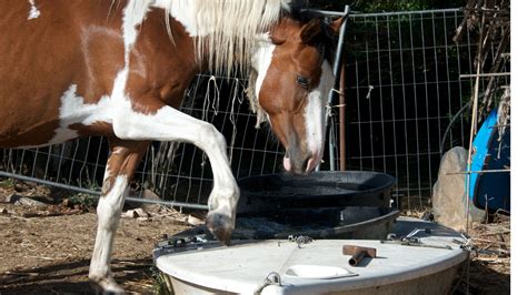 The Best Horse Soaking Boots And Why Theyre Needed