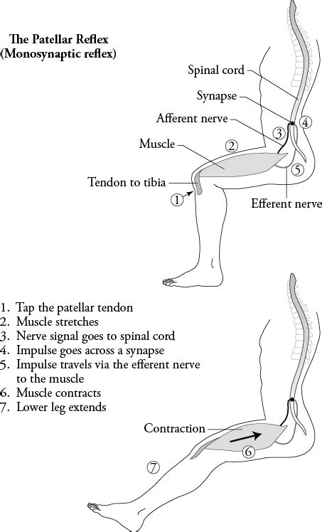A reflex arc involves the following components, shown in figure 1: Reflexes