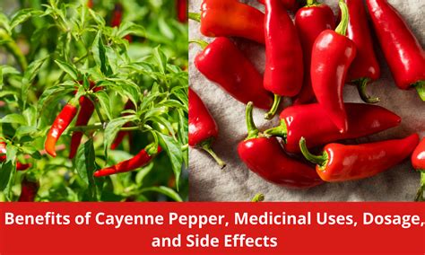 Benefits Of Cayenne Pepper Uses Dosage And Side Effects