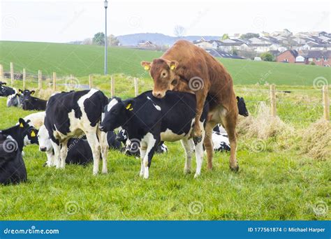Un Toro Che Monta Una Vacca In Un Campo Di Bestiame Fotografia Stock