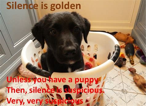 Silence Is Gold Unless You Have A Puppy Then Silence Is Suspicious
