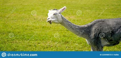 Alpaca With Beautiful Fur Is Often Confused With Llama Photographed In