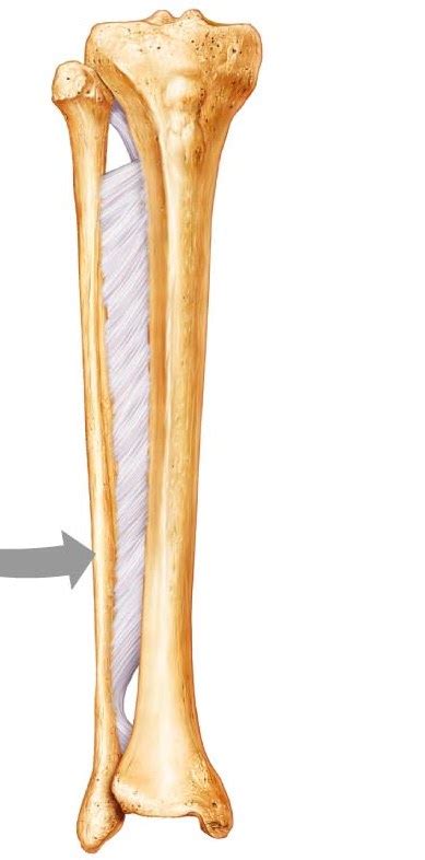 They are connected to a group of bones called the pelvis, which supports the femur =the main bone in the upper part of your leg. Biology Chapters 1-7 Flashcards by ProProfs