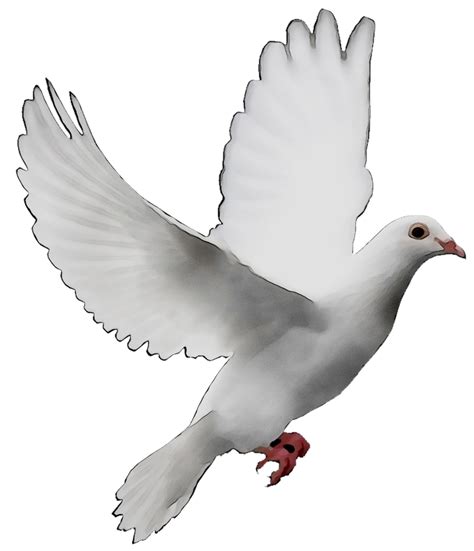 Pigeons And Doves Doves As Symbols Release Dove Peace Symbols Image