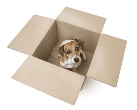 The Quick Guide To Moving With A Dog Om Shanti Pups