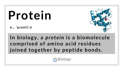 Protein Definition and Examples - Biology Online Dictionary