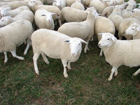 Dorper Sheep Truths And Myths Cornell Small Farms Program