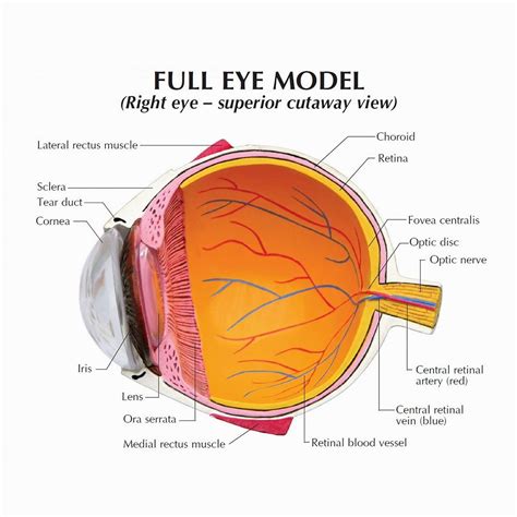 Understanding The Eye Anatomy Health Life Media