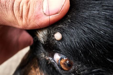 Tick On The Dog`s Head Near The Eye Stock Image Image Of Danger Body