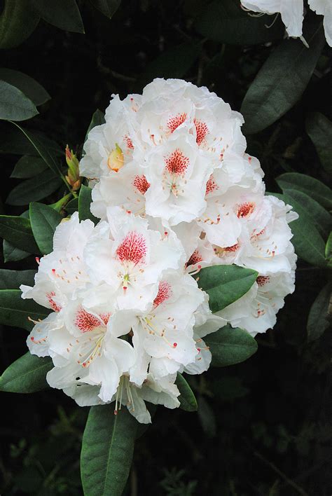 Free Photo Rhododendron Shrub Evergreen Bush White Flower Hippopx