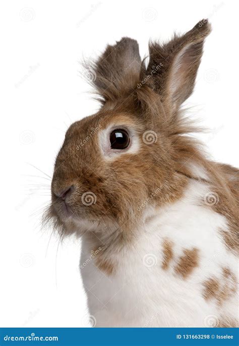 Close Up Of A European Rabbit Oryctolagus Cuniculus Stock Photo