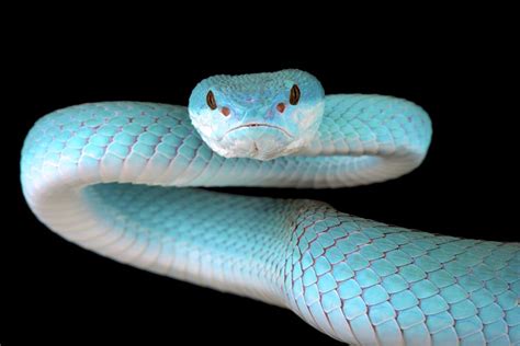 Beware The Impossibly Beautiful Blue Viper Australian Geographic