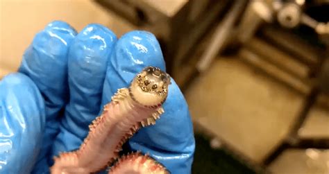 A Creepy Smiling Worm Was Discovered In The Depths Of The Ocean