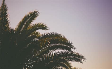 1920x1200 Resolution Palm Tree Branches Sky 1200p Wallpaper