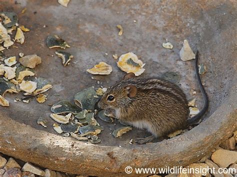 South African Mammals Wildlife Insight