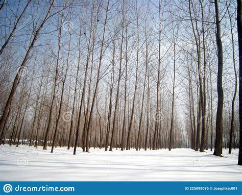 Leafless Forest In Winter Covered In Thick Snow Stock Photo Image