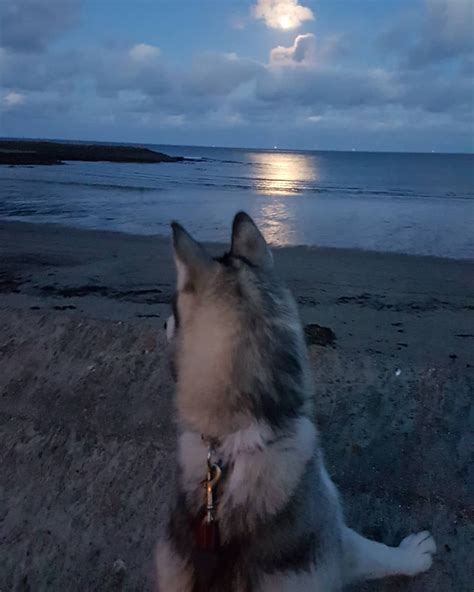 It's very interactive at finger touch or by changing device position (enable accelerometer in settings). Our evening walk #huskypuppy #husky #puppy #eska # ...