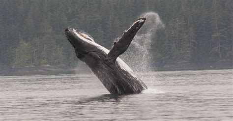 Whale Watching Holidays Killer Whale Watching Vancouver Island