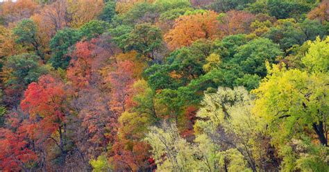Dnr Fall Color Finder Map Goes Live For Season Cbs Minnesota