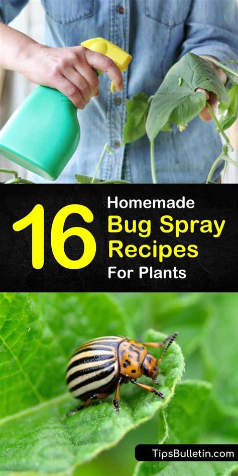 This diy insect repellent spray is super quick to make, and works amazingly well. Bugs On Plants: 16 Homemade Bug Spray Recipes For Plants