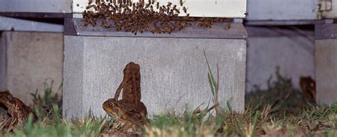 How To Keep Cane Toads Out Of Your Pond Amphipedia