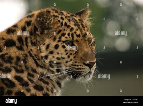 Female Amur Leopard Resident At The Wildlife Heritage Foundation One