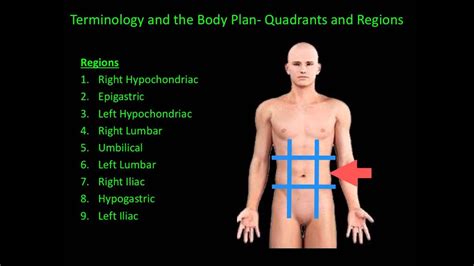 This anatomical abdominal region division is used to recognize the location of the abdomen organs and to diagnose abdominal pain. Quadrants, Regions, Body Planes - YouTube
