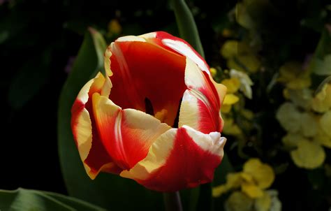 Fotos Gratis Flor Pétalo Tulipán Rojo Amarillo Flora Flores De