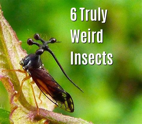 6 Extremely Weird Insects With Photos Owlcation