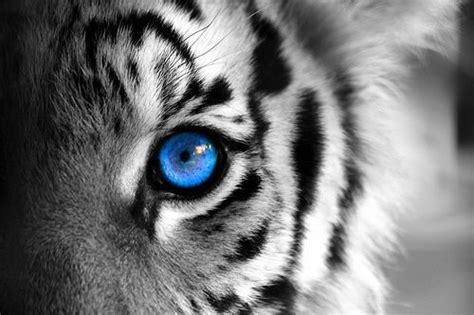 Tiger Blue Eye 호랑이 파란 눈