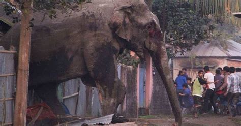 Elephant Accidentally Wanders Into Town Gets Rocks Thrown At Her The