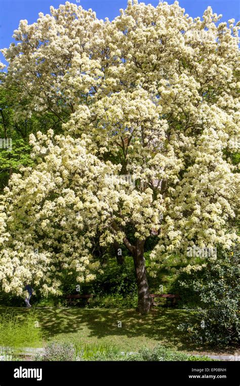 A Manna Ash Tree Blooming Fraxinus Ornus In Full Bloom Stock Photo Alamy