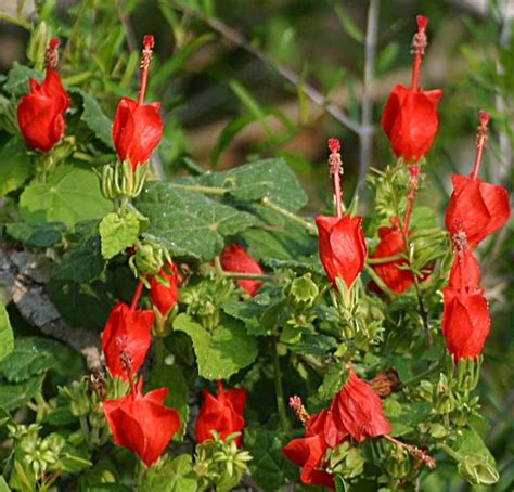 Turk S Cap Bush Turk S Cap Is A Native Plant With Edible Flowers