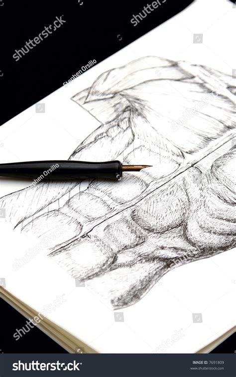 Pen Ink Anatomical Drawing Torso Man Stock Illustration 7691809