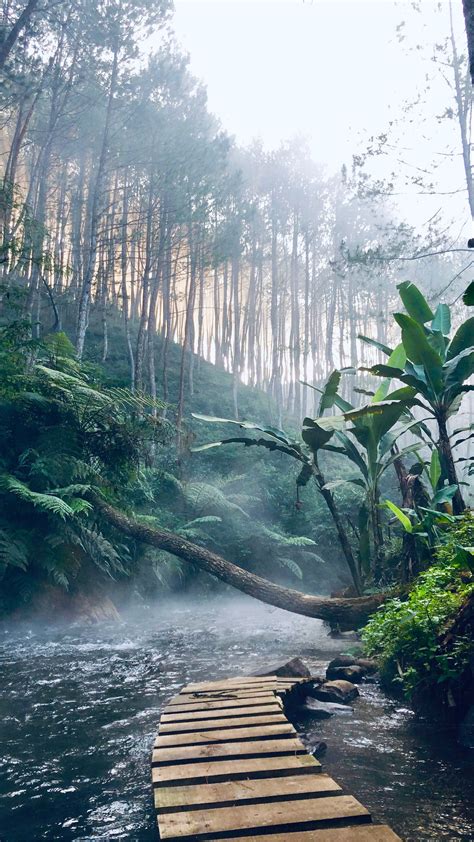 Most Of Our Oxygen Doesnt Come From Where You Think Rainforest