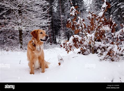 Golden Retriever Playing In A Snowy Forest Stock Photo Alamy
