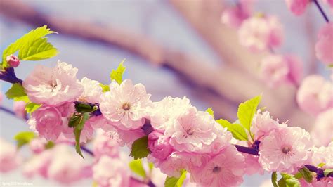 Free Download Wallpaper Spring Flower Wallpapers Hd Wallpaper