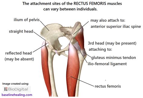 Rectus Femoris Muscle Origin And Insertion
