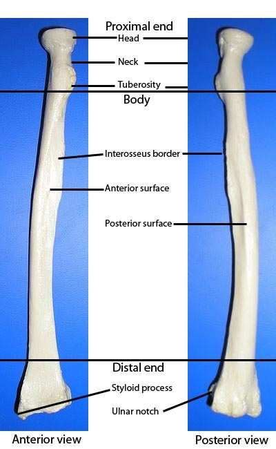 Labelled Radius Bone / Radius Definition Location Functions Anatomy