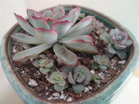 Repotted My Echeveria Pulidonis Its Props Super Happy With How It