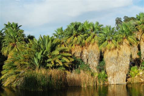 Find trees of the sonoran desert. Suburban Naturalist: That Tropical Feeling: Palms in the ...