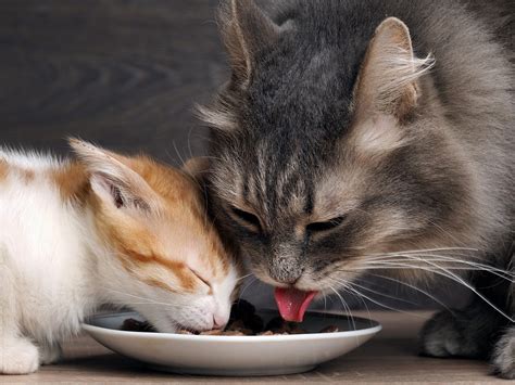 Kittens Change To Cats A Guide To Feeding Your Feline Friends