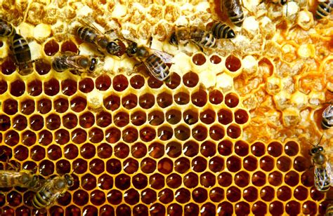 How Do Bees Make Honey A Beginners 5 Step Guide Bee Professor