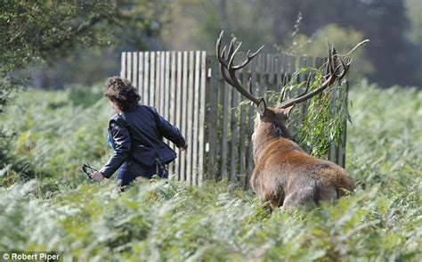 The Terrifying Moment A Rutting Stag Charged A Woman Walker And Knocked